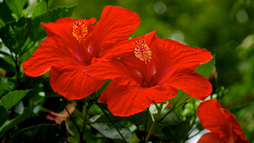 1758556 (a): :1920x1080